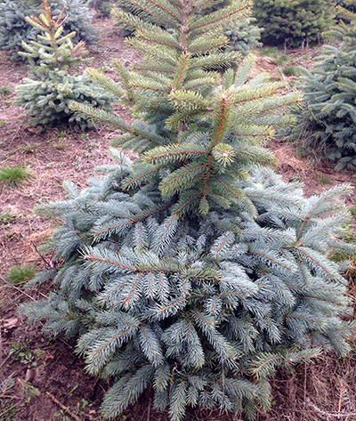 Assessing cold injury in conifers - MSU Extension